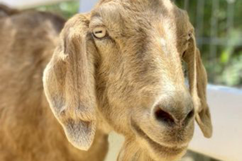 A Puremedy Success Story - Bella the Goat